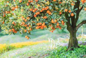 апельсиновое дерево