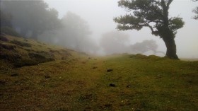 туман, дерево