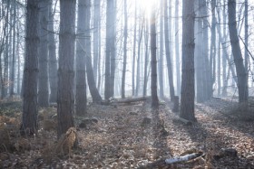 туманный лес