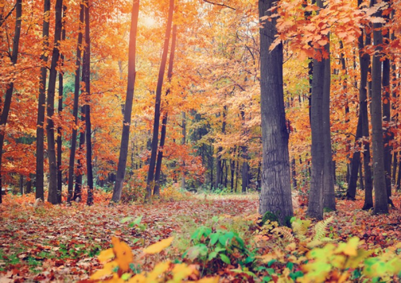 лес осень