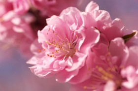 цветок сакуры