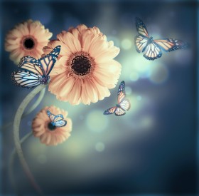 цветы бабочки