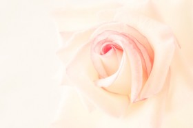 роза розовая