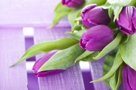 тюльпаны фиолетовые