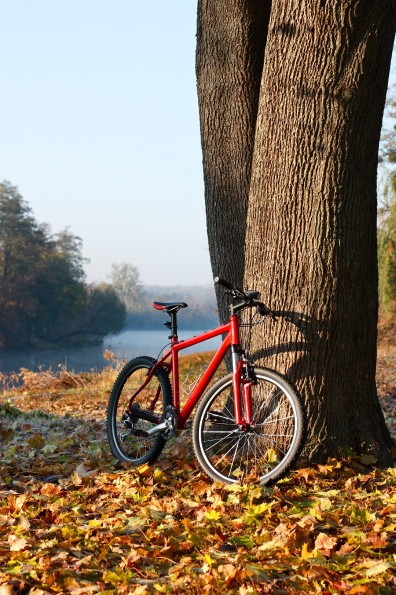 велосипед, дерево