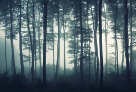 лес туманный