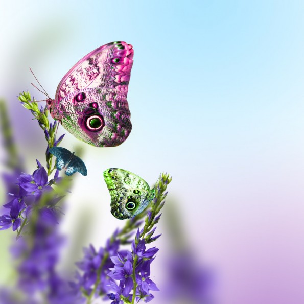 бабочка и фиолетовый цветок