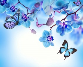 синие бабочки