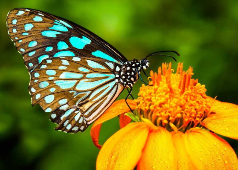 бабочка и цветок