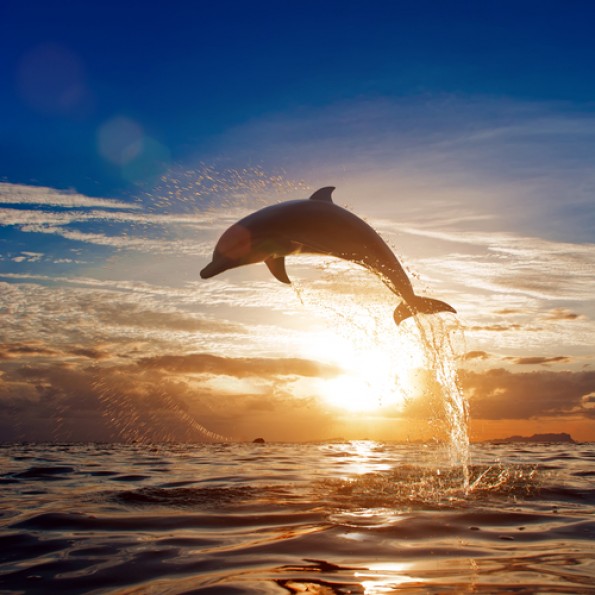 дельфин, закат