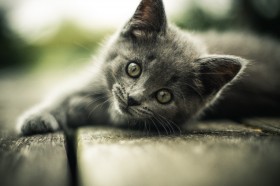 котенок, серый