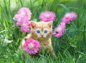 котенок и цветы