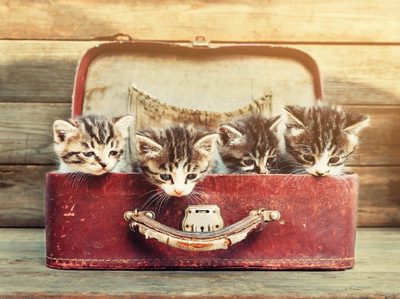котята в чемодане