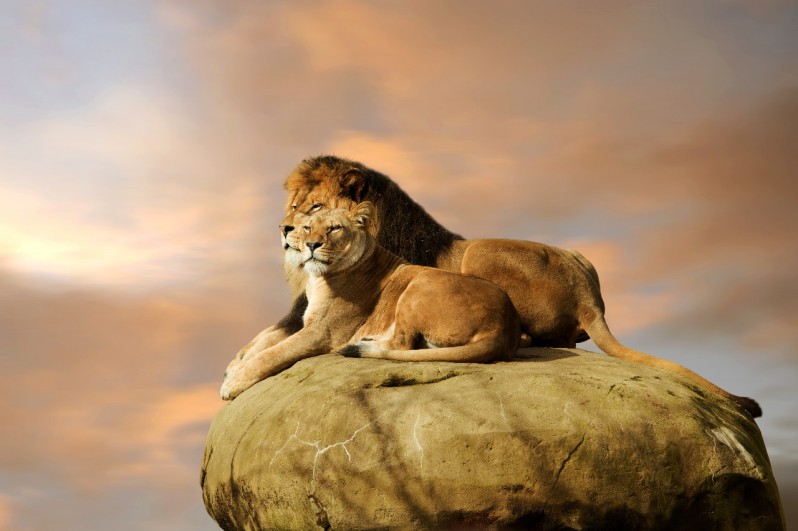 львы на камне