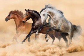 лошади в пустыне