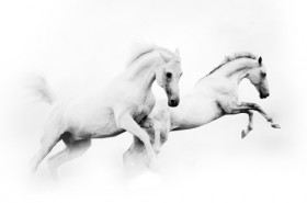 лошади белые