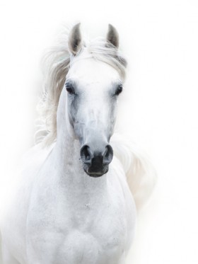 лошадь белая