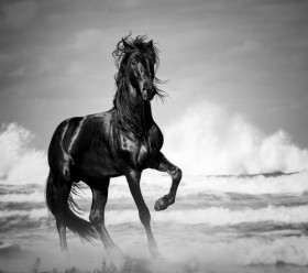 лошадь черная
