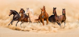 табун лошадей в пустыне
