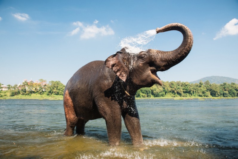 слон на водоеме