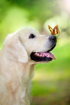 щенок и бабочка