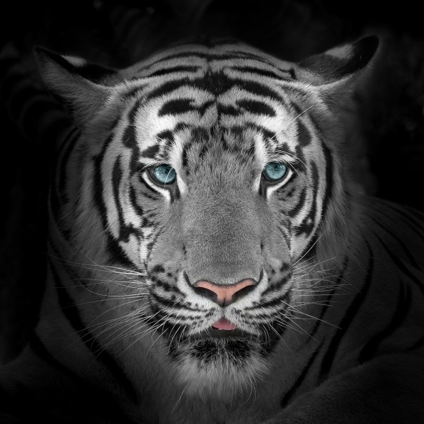 тигр на темном фоне