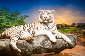 картинка бенгальский тигр