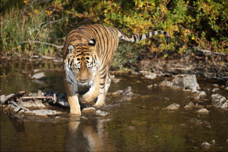 тигр на водоеме